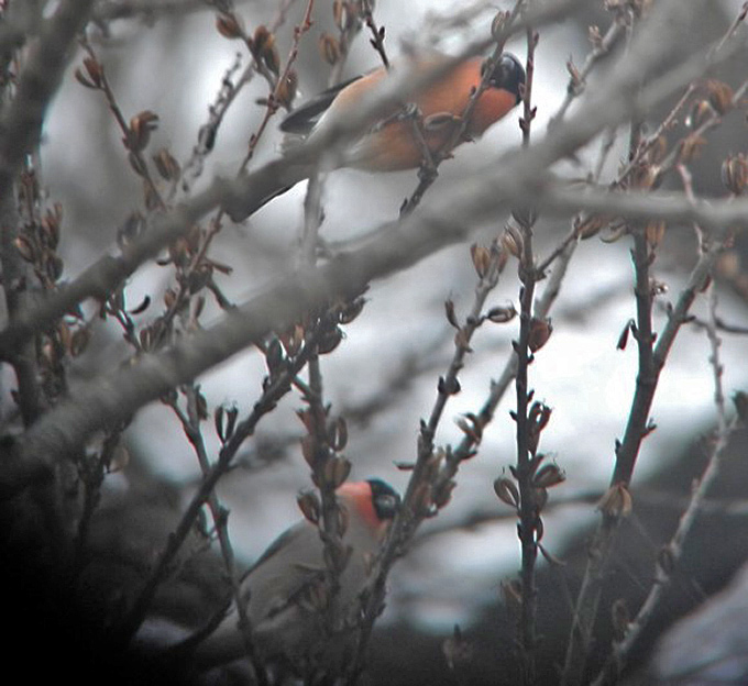 Bullfinch cassini type above griseoventris below