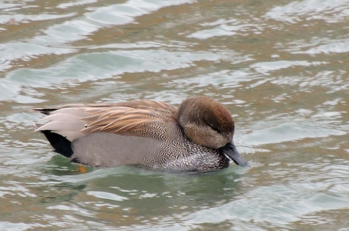 Gadwall