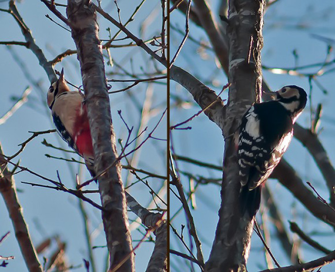 Great-spotted Woodpecker