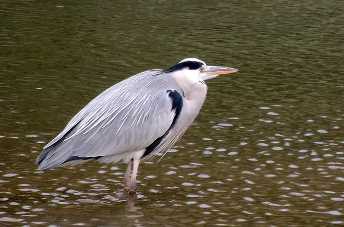 Grey Heron