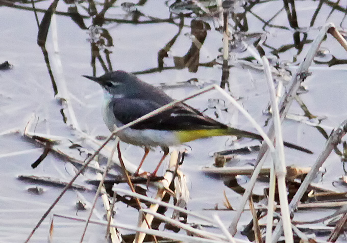Grey Wagtail