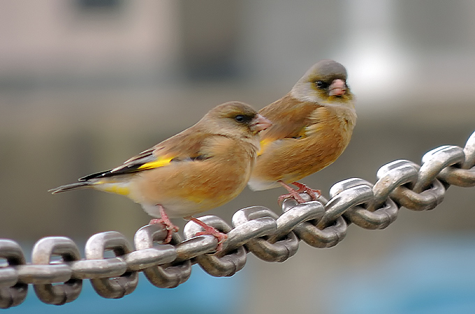 Grey-capped Greenfinch