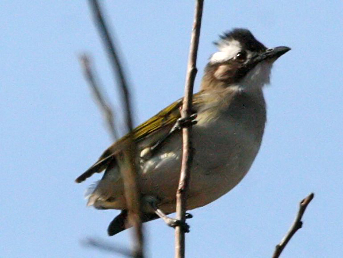 Light-vented Bulbul