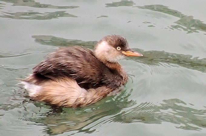 Little Grebe