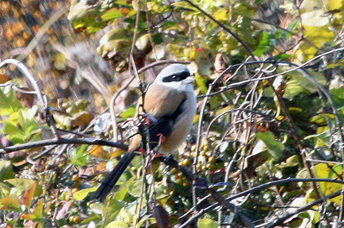 Long-tailed Shrike