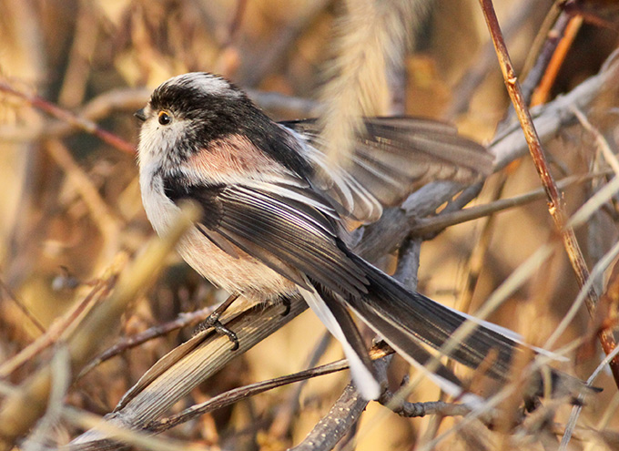 Long-tailed Tit