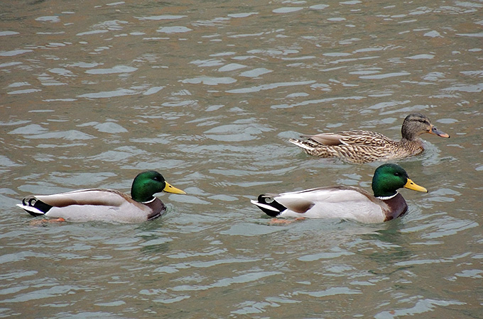 Mallard