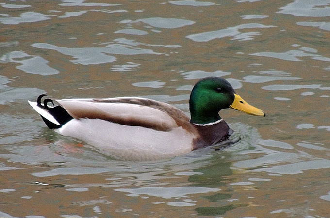 Mallard
