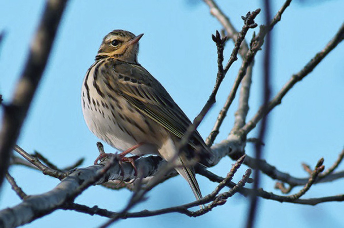 Olive-backed Pipit