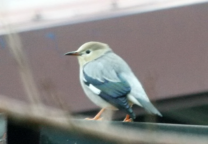 Red-billed Starling