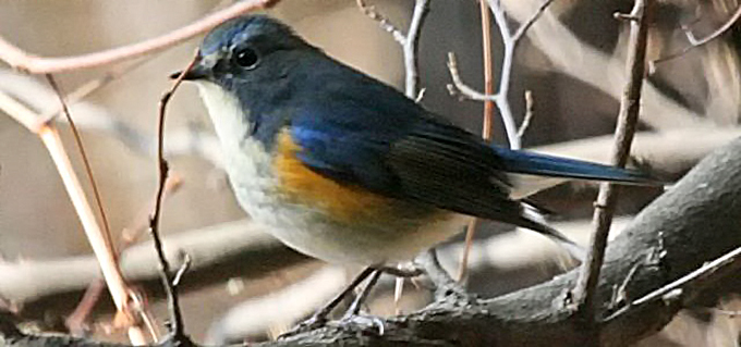 Red-flanked Bluetail