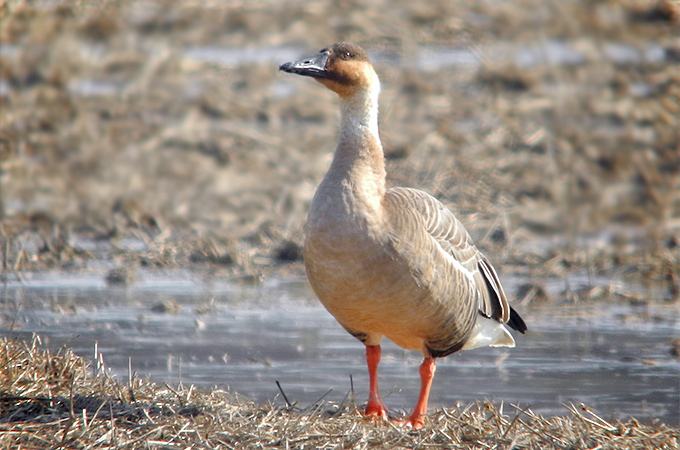 Swan Goose