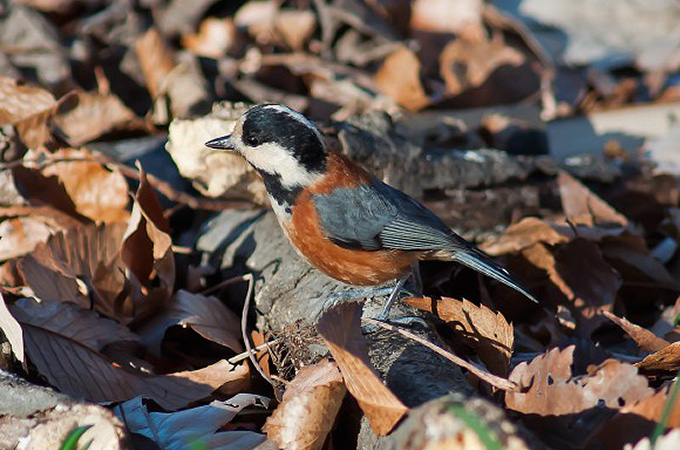 Varied Tit