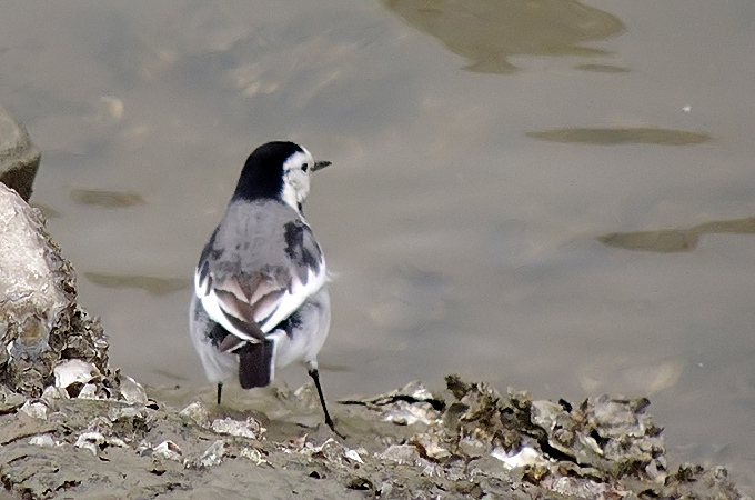 White Wagtail