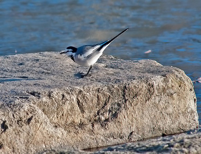 White Wagtail