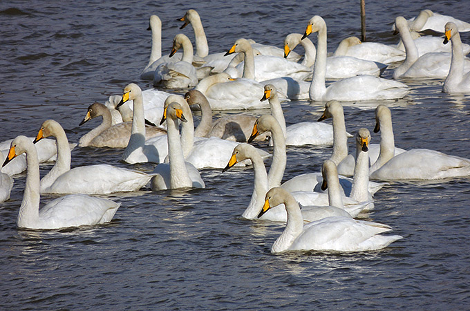 Whooper Swan