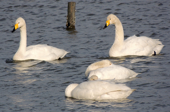 Whooper Swan