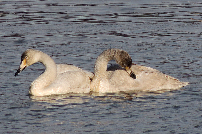 Whooper Swan