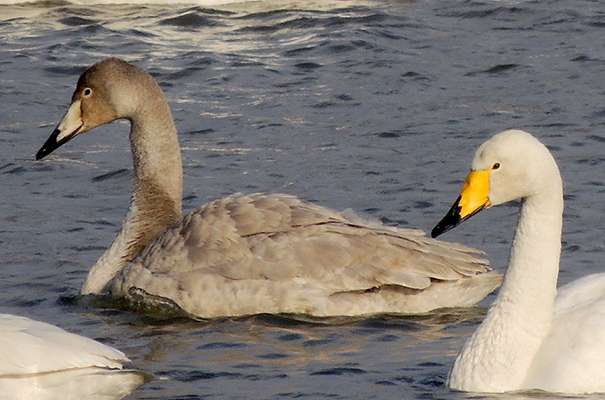 Whooper Swan