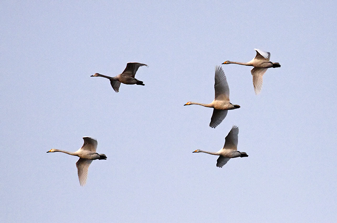 Whooper Swan
