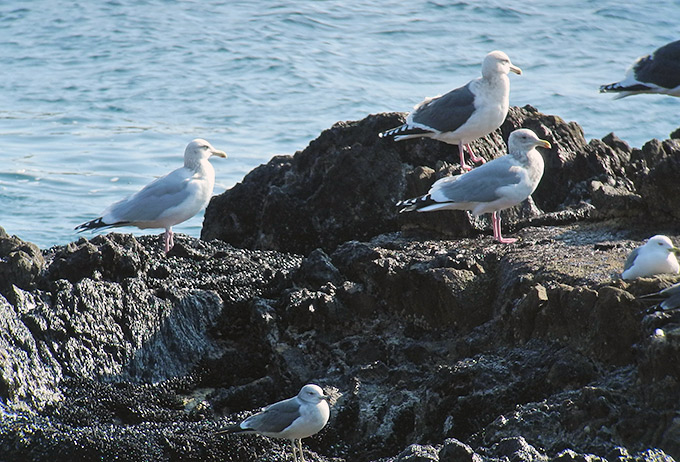 American Herring Gull, Vega Gull, Slaty-backed Gull & Black-tailed Gull