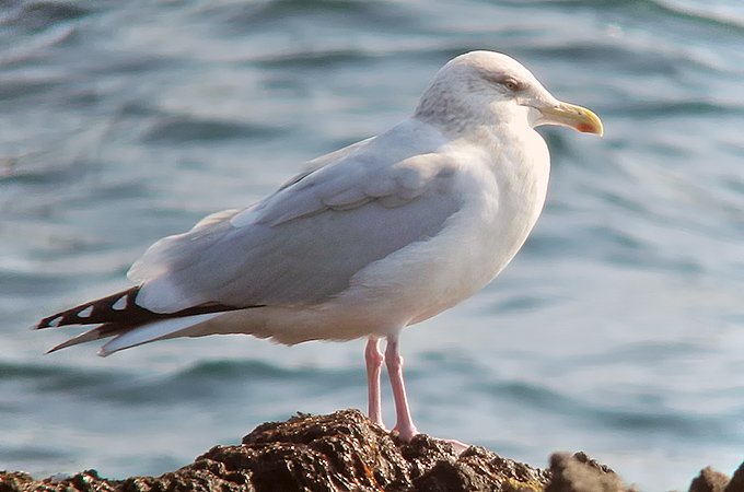 American Herring Gull