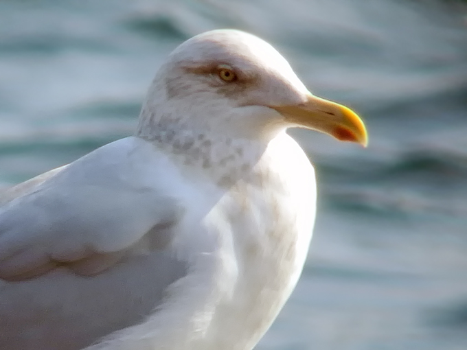 American Herring Gull