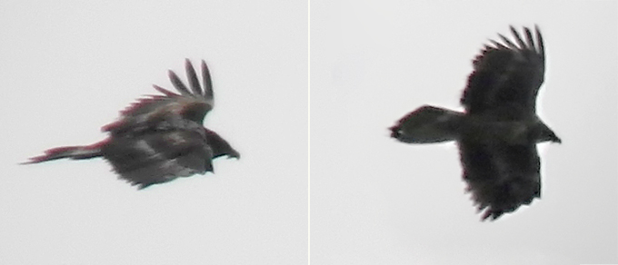 Bearded Vulture