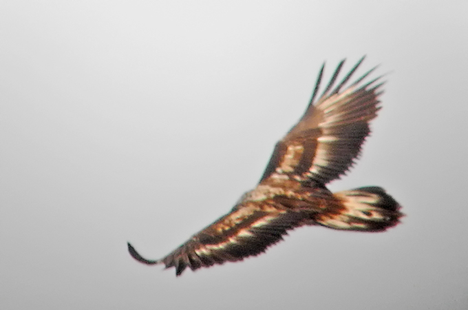 Bearded Vulture