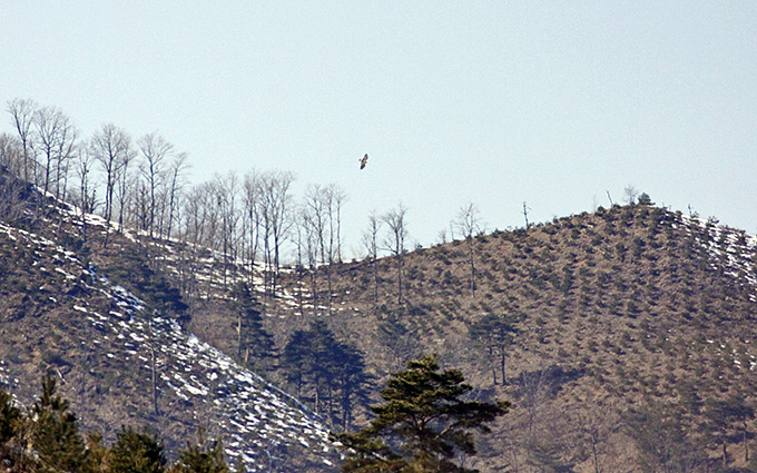 Bearded Vulture