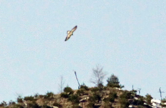 Bearded Vulture