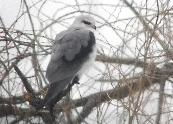 Black-winged Kite