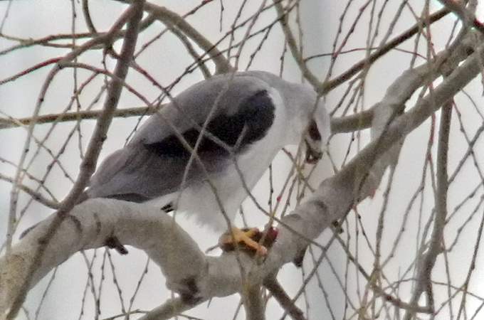 Black-winged Kite