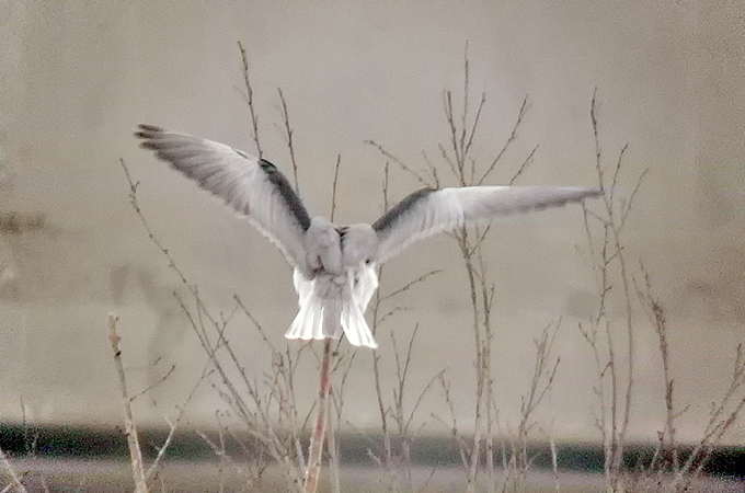 Black-winged Kite