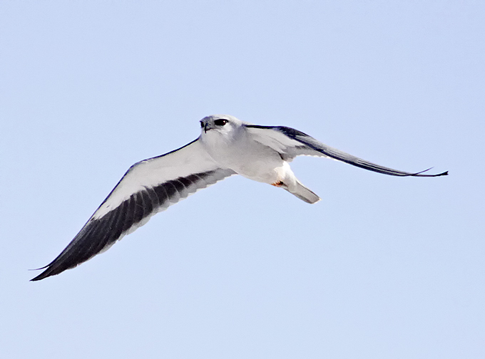 Black-winged Kite