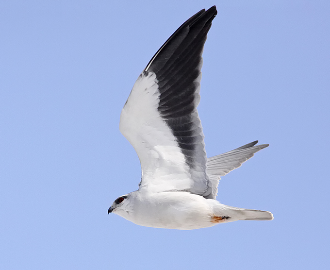Black-winged Kite
