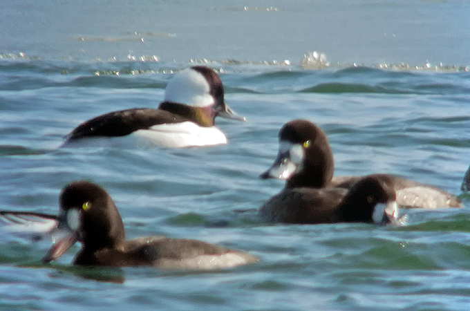 Bufflehead