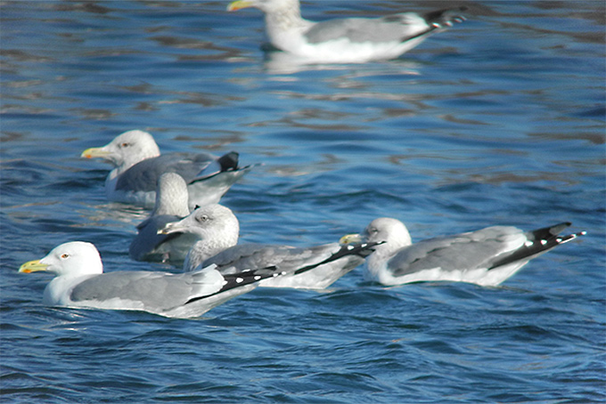 Mongolian Gull & Taimyr Gulls