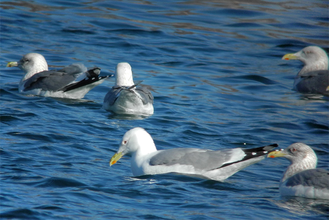 Mongolian Gull & Taimyr Gulls