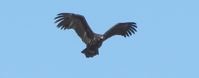 Cinereous Vulture