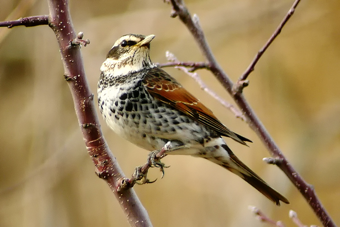 Dusky Thrush