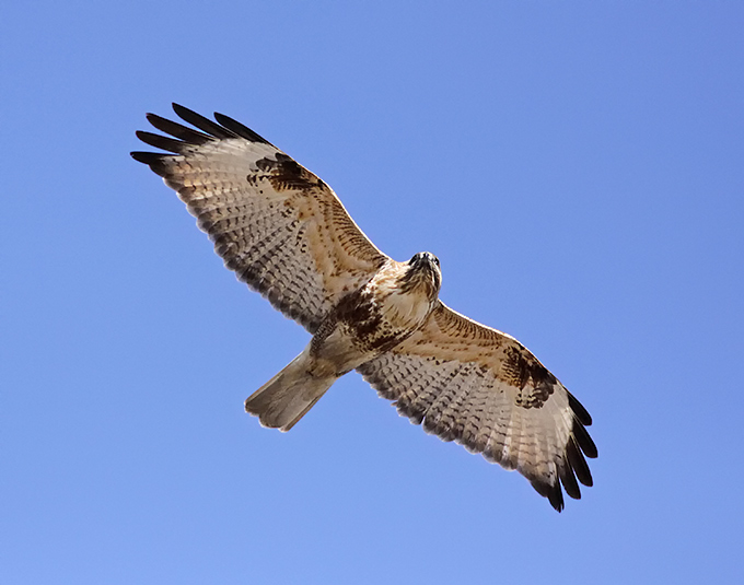 Eastern Buzzard