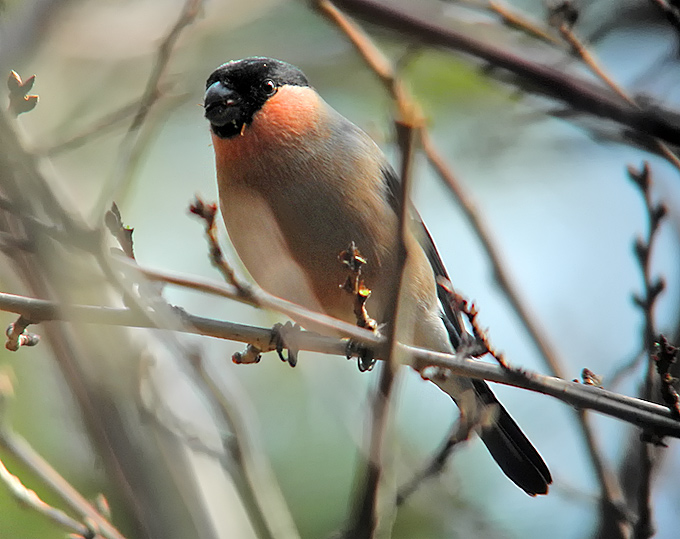 Eurasian Bullfinch