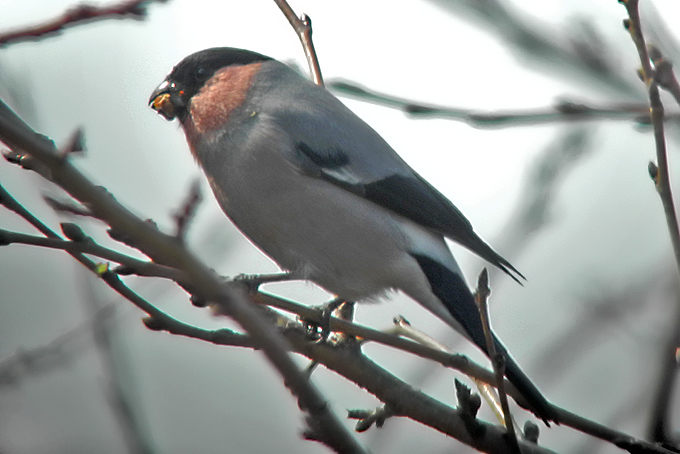 Eurasian Bullfinch