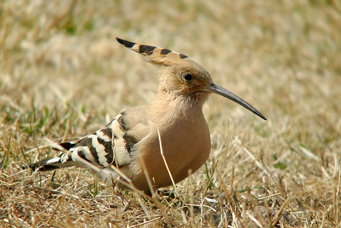 Eurasian Hoopoe