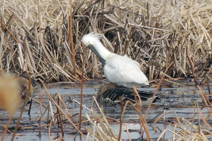 Eurasian Spoonbill