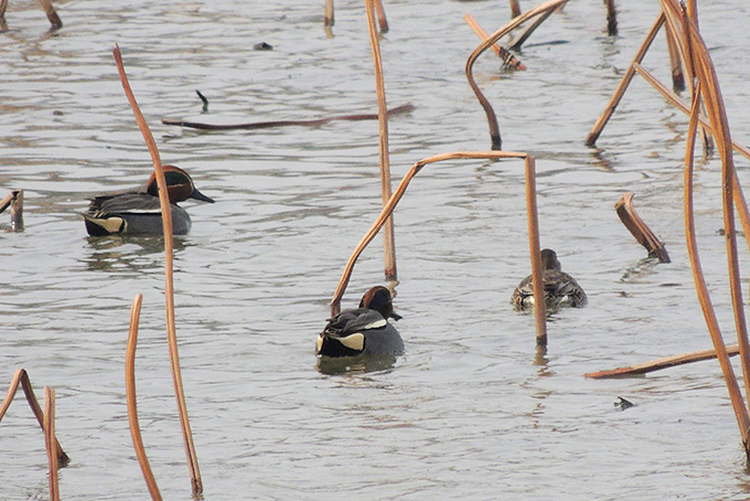 Eurasian Teal