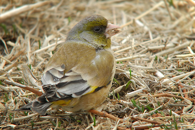 Grey-capped Greenfinch