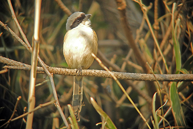Long-tailed Shrike