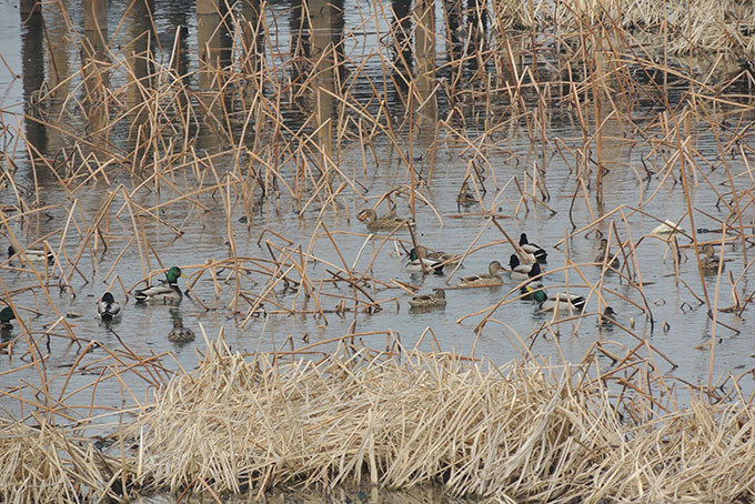 Mallard